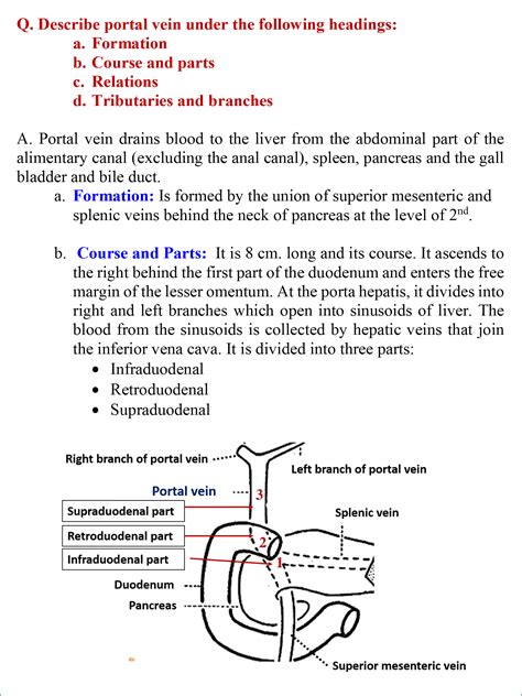 Portal Vein – Anatomy QA