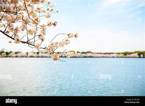 Cherry Blossoms with a view across the Tidal Basin Stock Photo - Alamy