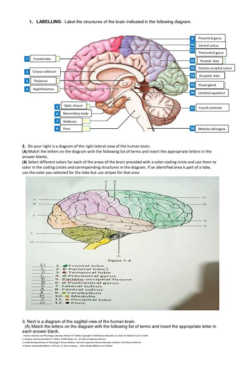 Free Parts Of The Brain Worksheet Answers Download Free Parts Of The Brain Worksheet Answers