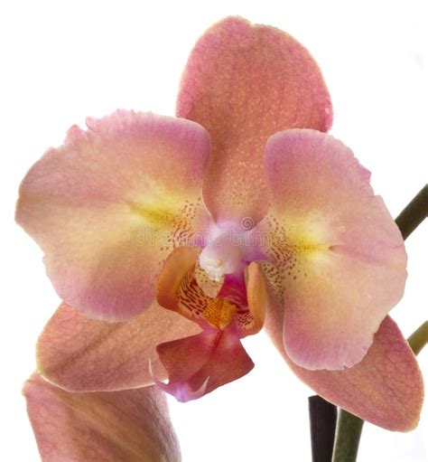 Orchid flower stock photo. Image of botany, blossoms - 16899148