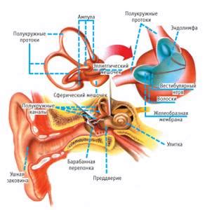 Вестибулярный анализатор Я Биолог
