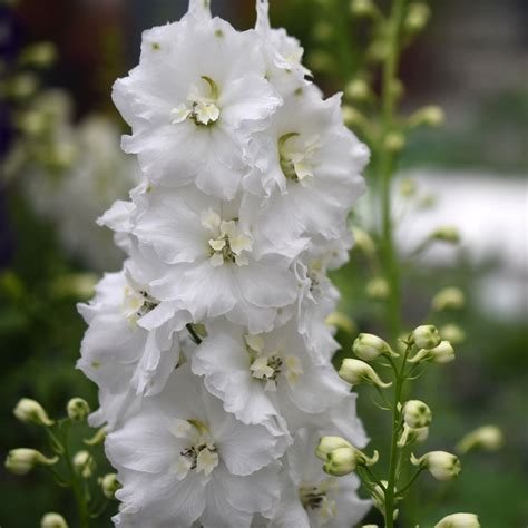 Delphinium Guardian White Pied d Alouette vivace à fleurs doubles