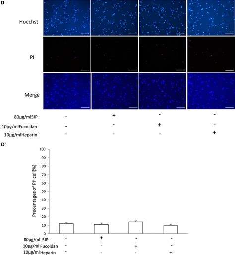 Stichopus Japonicus Polysaccharide Fucoidan Or Heparin Enhanced The