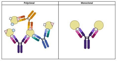 What are Polyclonal Antibodies and Their Role in Immune System