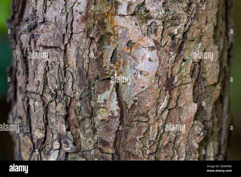 Crataegus laevigata bark Stock Photo - Alamy