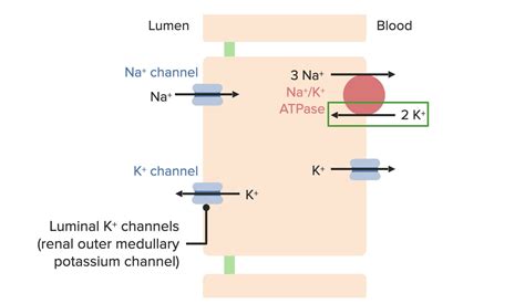 Renal Potassium Regulation Concise Medical Knowledge