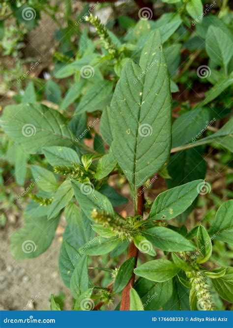 Espinoso Amaranthus Amaranthus Spinosus Con Fondo Natural Imagen De