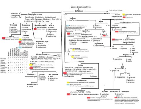 Acetobacter Incluye Algoritmo De Identificacion Bioquimica De