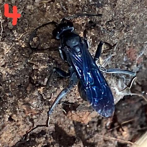 Blue Mud Wasp Chalybion Californicum Bugguidenet