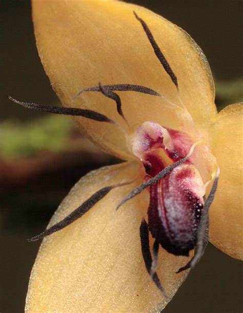 Gallery Worlds First Night Flowering Orchid Australian Geographic