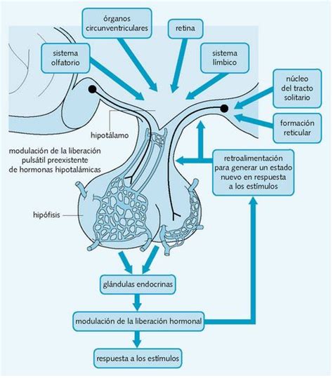 El sistema hipotalámico hipofisario Fisiología Anatomia y