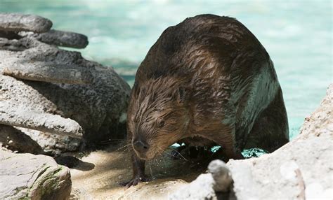 Beaver | Smithsonian's National Zoo