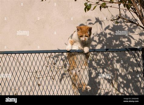 A cat jumping over the fence Stock Photo - Alamy