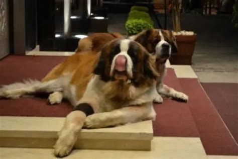 St. Bernard temperament: noteworthy things - Proto Animal