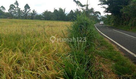 Tanah Sawah Dijual Di Pagar Alam Harga Per Meter 2024