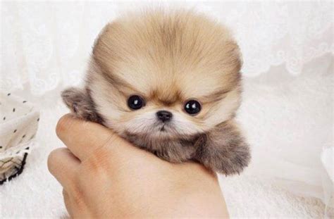 15 Worlds Smallest Dog Breeds To Steal Your Heart Daily Leap