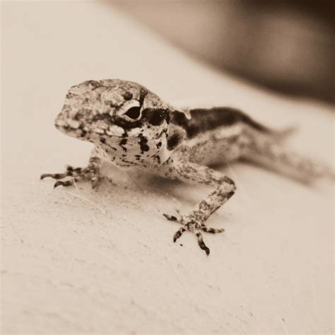 Little Baby Lizard So Cute Baby Lizards Lizard Little Babies