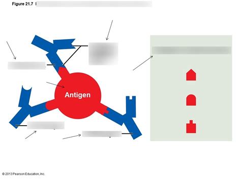 Antigenic Determinants Diagram | Quizlet