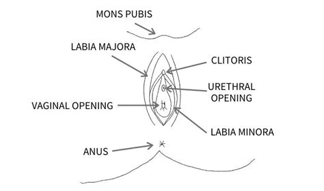 How To Clean Your Vagina Vulva A Guide For Parents Sex Educator