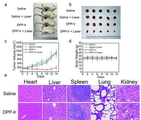 A Representative Photographs Of 4T1 Tumor Bearing Mice After