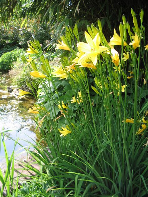 Hemerocallis Lilioasphodelus Daglelie Bloemenpark Appeltern