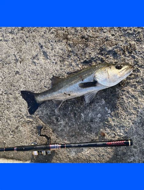 釣り出発時 兵庫県瀬戸内海側 尼崎〜芦屋 エビ撒き釣り クロダイチヌ 陸っぱり 釣り・魚釣り 釣果情報サイト カンパリ