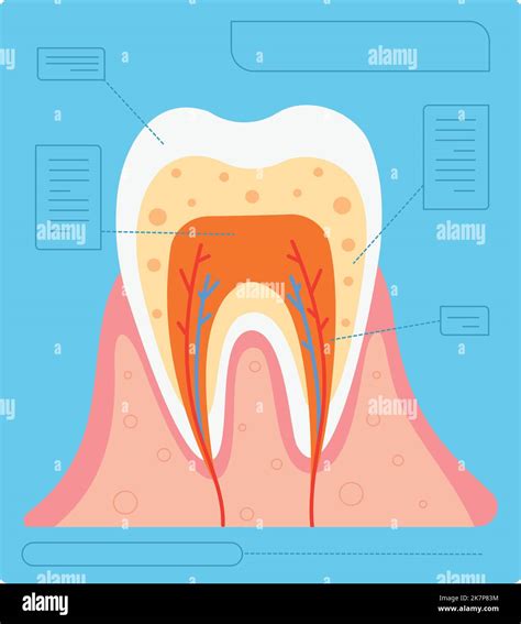 Tooth Anatomy Medical Poster Dental Structure Infographic Isolated On