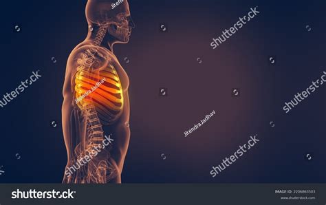 Human Rib Cage 3d Illustration Stock Illustration 2206863503 | Shutterstock