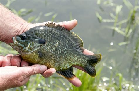 Green Sunfish Fry