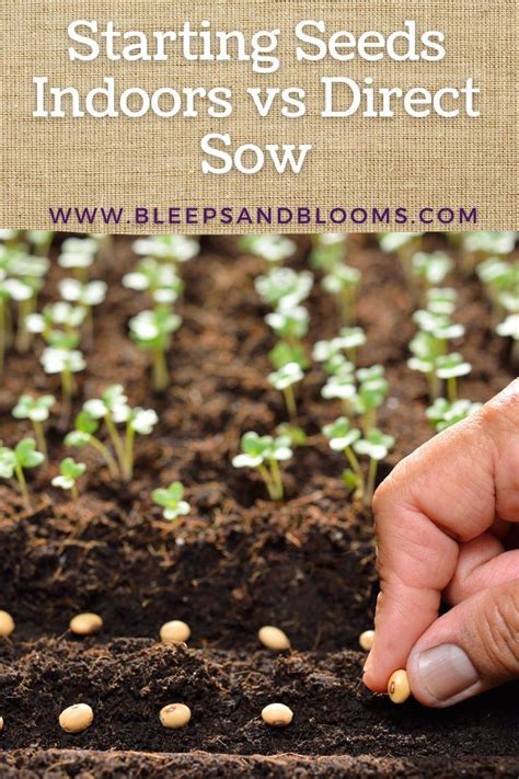 A Complete List Of Plants To Direct Sow Vs Start Seeds Indoors Seeds