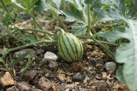 The Right Watermelon Plant Spacing for a Thriving Garden - My Dad Garden