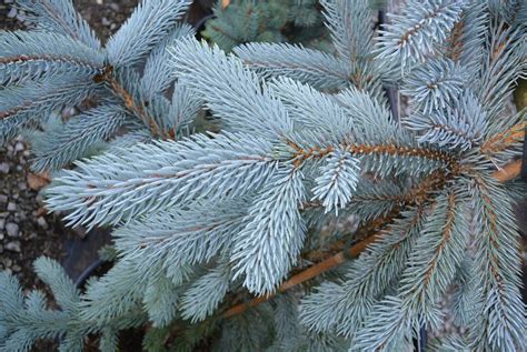 Ель колючая Хупси (Picea pungens Hoopsii) купить - Садовая Империя