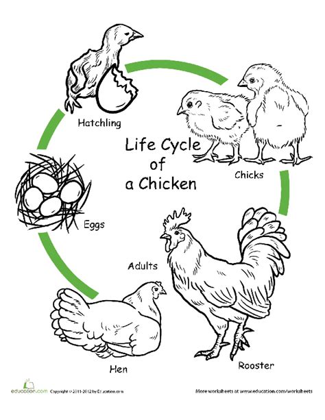 Chicken Life Cycle Printable Worksheet