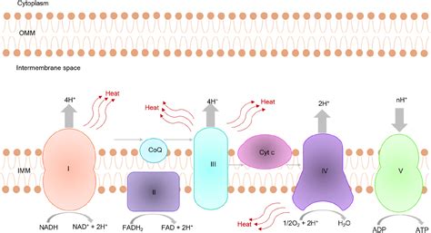 Mitochondrial Thermogenesis In Cancer Cells