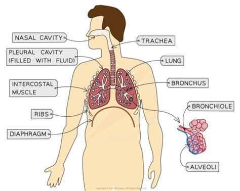 human gas exchange system Flashcards | Quizlet