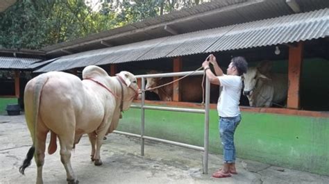 Gak Tanggung Tanggung Jokowi Sumbang Sapi Kurban Buat Tiap Provinsi