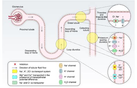 Schematic Illustration Of Renal Tubular Structure And Functions And