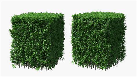 Boxwood Square Bush 3d Model 29 3ds Blend C4d Fbx Max Ma Lxo