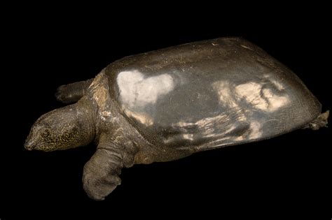 Yangtze Giant Softshell Turtle | RARE: Creatures of the Photo Ark ...