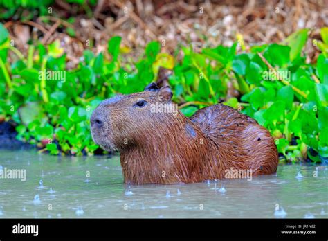 Capybara Hydrochaerus Hydrochaeris Adult Hi Res Stock Photography And