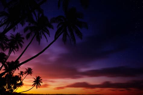 Silhouettes Of Palm Trees On Sunset Stock Photo Download Image Now