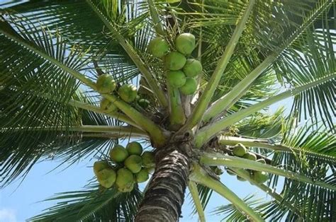 Ciri Ciri Pohon Kelapa Hijau Jenis Manfaat Dan Budidaya Greengiy