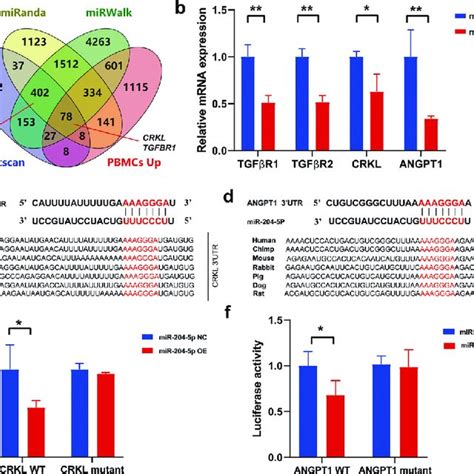 The Target Genes Of MiR 204 5p A Venn Diagram Showing Overlapping