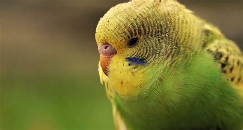 O Que Significa Sonhar Com Periquito - Periquito e seu Significado Espiritual: Verde, Azul, Amarelo