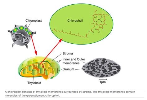 Thylakoid Membrane Photosynthesis