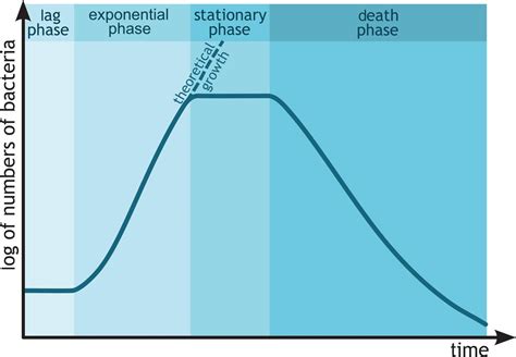 Draw The Bacterial Growth Curve