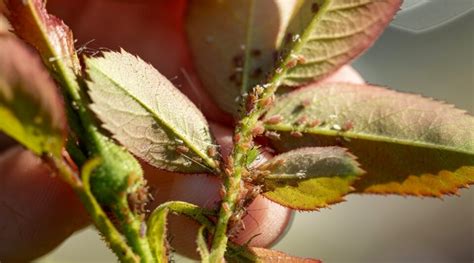 How to Identify and Manage Aphids