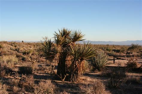 Mojave desert California stock photo. Image of california - 247953448