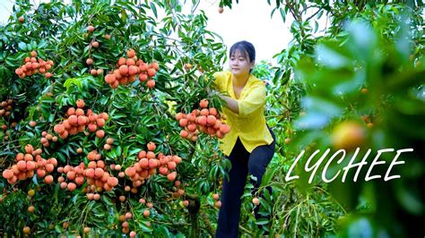 How To Harvest Lychee Fruit Goes To Market Sell Make Lychee Syrup