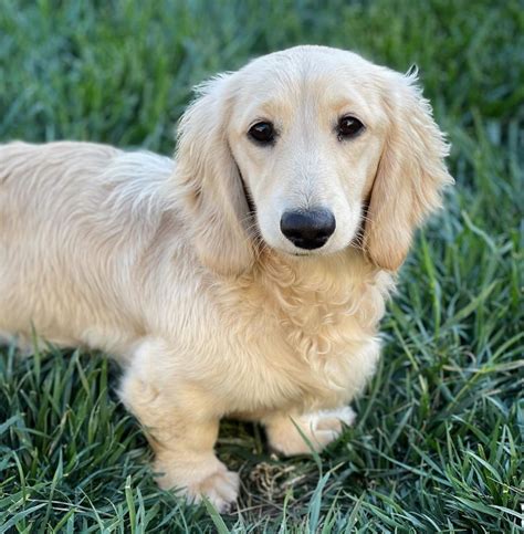 English Cream Dachshund A Comprehensive Guide Bordercolliehealth